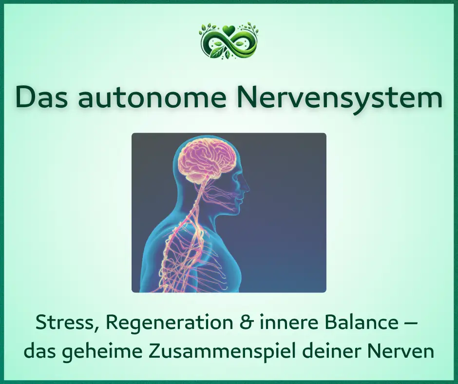 Das autonome Nervensystem