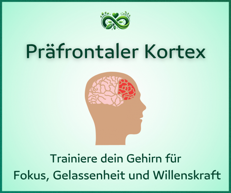 Der präfrontale Kortex