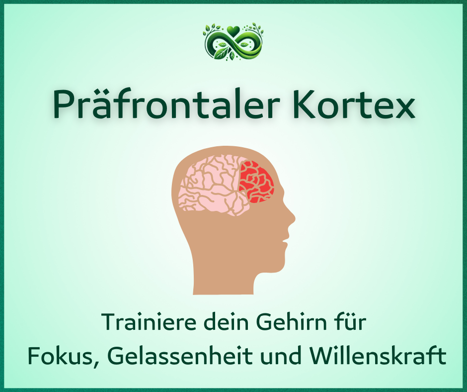 Der präfrontale Kortex