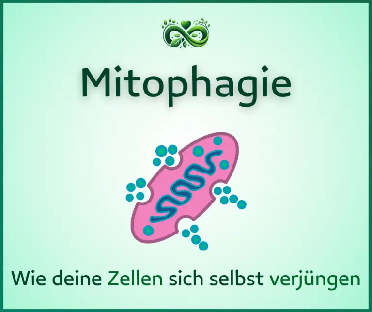 Mitophagie